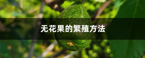 无花果的繁殖方法