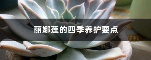 丽娜莲的四季养护要点