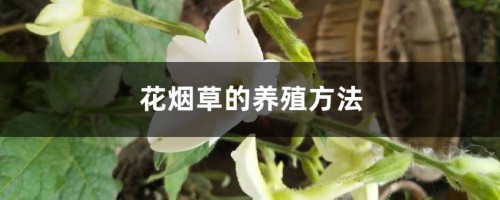 花烟草的养殖方法