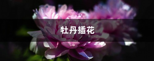 牡丹插花