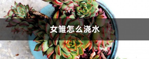 女雏怎么浇水