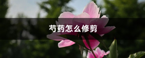 芍药怎么修剪