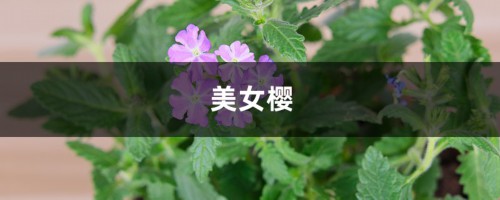 美女樱不开花怎么办？如何让美女樱四季开花？