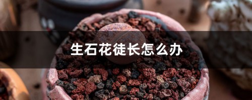 生石花徒长怎么办