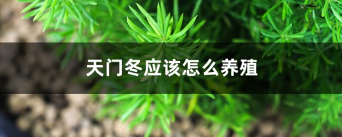 天门冬应该怎么养殖