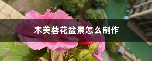 木芙蓉花盆景怎么制作